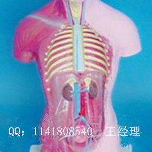 人体模型 教学模型 医用教具 中式28cm有头男躯干模型
