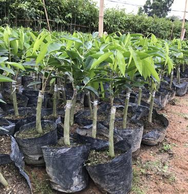 正宗嫁接奇楠沉香树苗绿奇楠白奇楠张勺子棋楠带土杯带叶发货