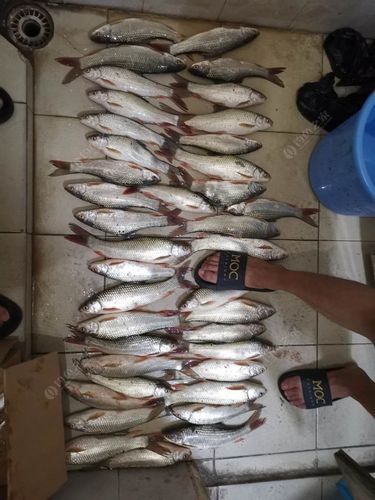 第一次鲮鱼爆护.