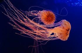 海底水母图片海洋生物水母