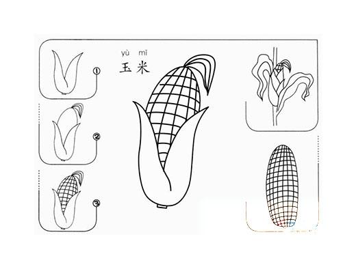 带步骤图玉米简笔画图片