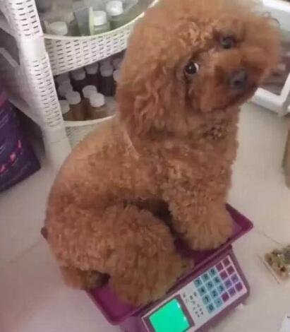 主人说泰迪狗狗吃的太胖,泰迪狗狗一脸不开心,小模样笑翻了