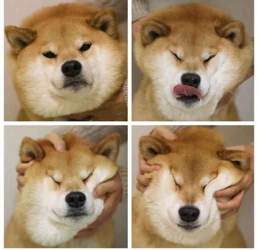 柴犬论养了只表情包是什么感觉