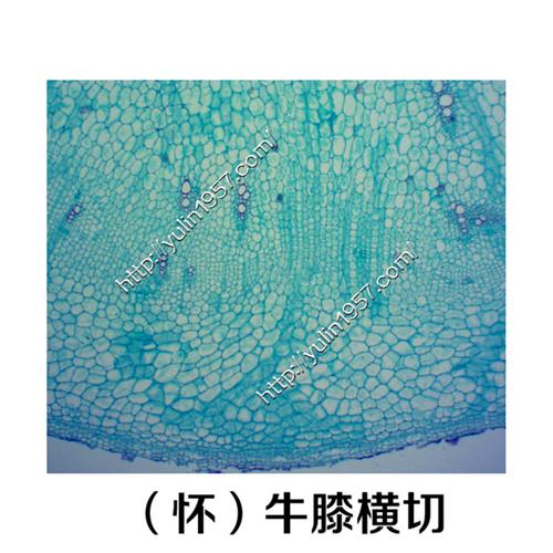 (怀)牛膝根横切 生物显微镜实验切片 中药切片