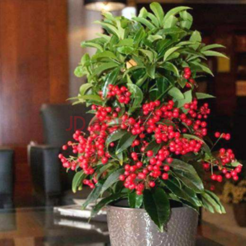 富贵籽盆栽带果发货黄金万两室内盆栽金玉满堂富贵籽盆景耐寒花 富贵