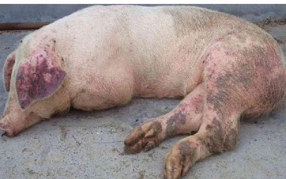 养猪人需要知道的非洲猪瘟常见的几种症状,"拔牙"的核心操作