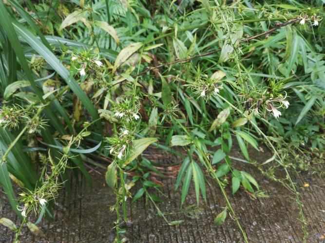 【1886桔梗科药】线萼山梗菜