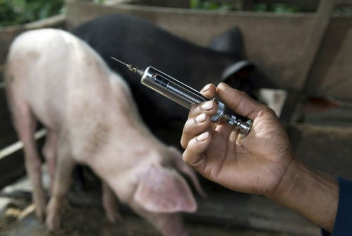 给猪打针