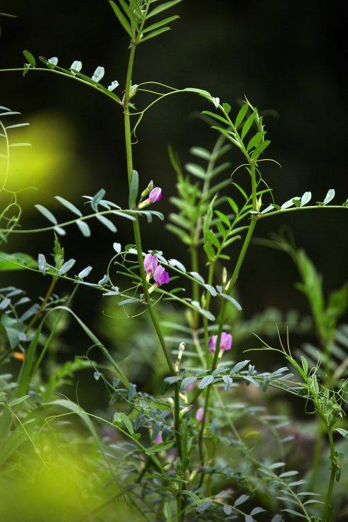 救荒野豌豆～野苕菜