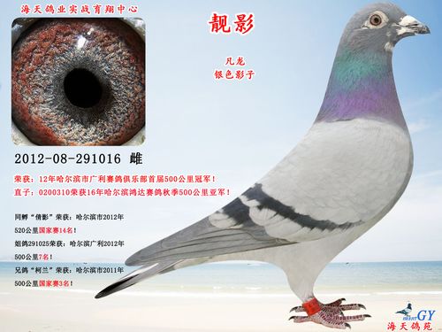 500公里冠军【靓影】--凡龙银影