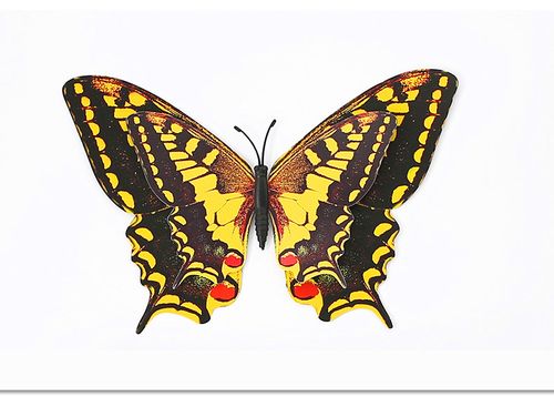 厂家直销 双层22cm仿真蝴蝶 大蝴蝶 pvc塑料蝴蝶 磁性冰箱贴 蝴蝶