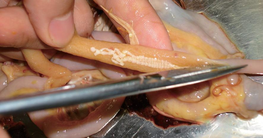 绦虫病-常见鸡病诊治-图片