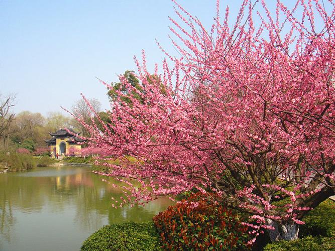 醉美江南之:梅妆雅韵(常州红梅公园)