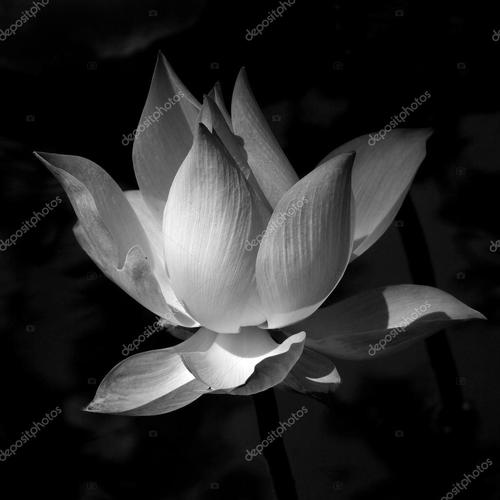 名称:黑色和白色莲花