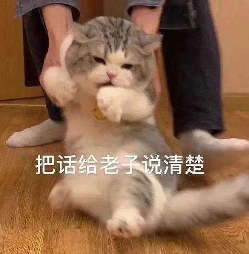 表情包:想拍拍我可爱的小脑袋吗