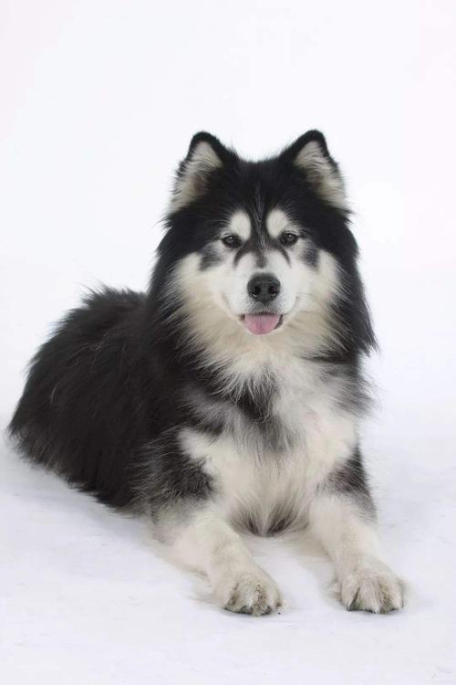 阿拉斯加雪橇犬