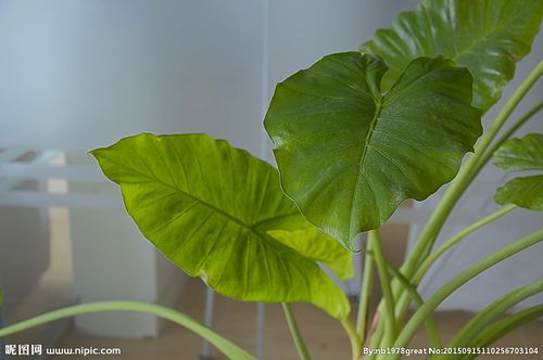 大叶绿植 滴水观音图片