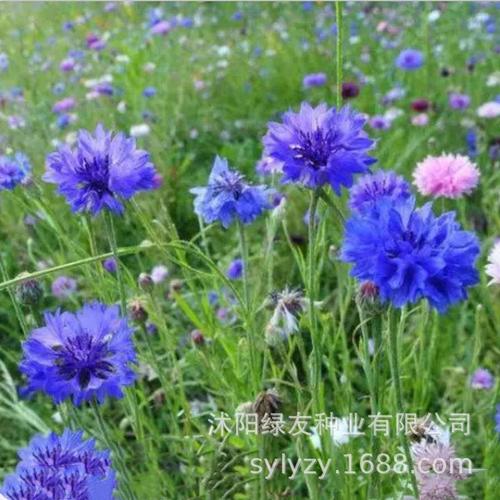 批发观赏草花草籽 矢车菊 矢车菊种子
