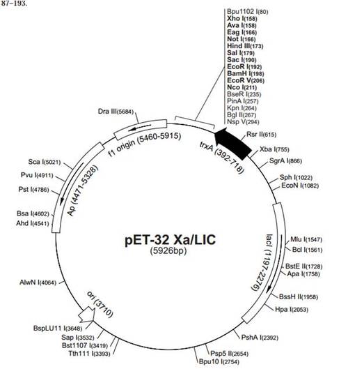 pet-32a xa/lic载体质粒