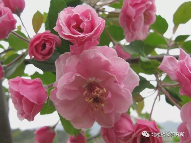 海棠图鉴,50个海棠品种,你认识几种?|海棠花|牡丹