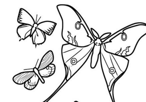 美丽的小蝴蝶儿童画图片_小蝴蝶儿童绘画图集