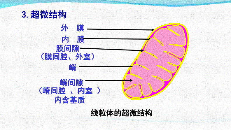 1线粒体的超微结构.pdf 12页