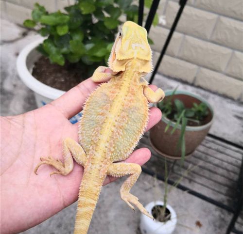 详细介绍鬃狮蜥价格