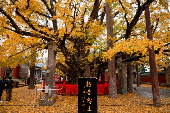 莒县浮来山银杏树