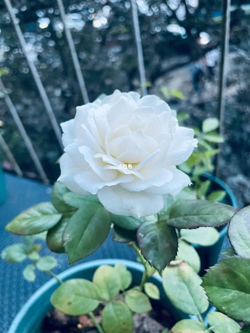 名副其实的白花——银色衬裙_月季_耐热_故事_花卉_婚礼_家居家装