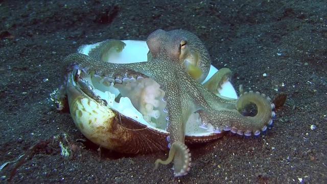 章鱼有9个大脑能编辑基因智商高到无法理解为何没发展出文明