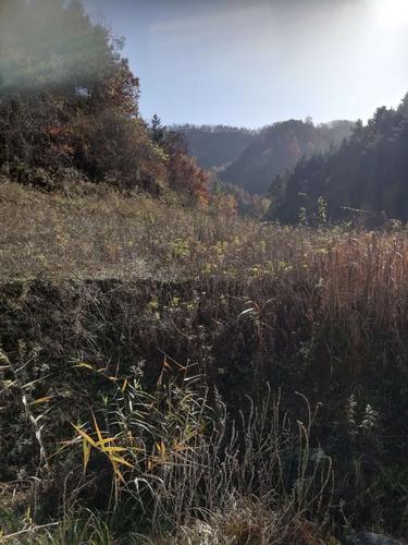 这片土地我曾经在此耕种过,如今却杂草丛生,一片荒芜.