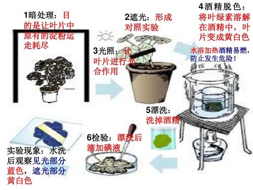 光合作用验证实验