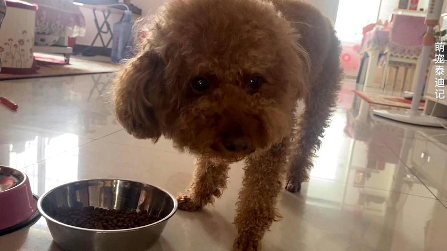 不让泰迪狗吃肉,它竟然猛吃狗粮,真是太可爱了