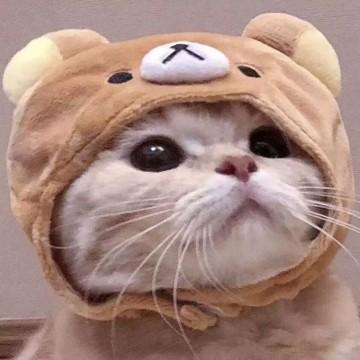 情侣头像动物超萌一对