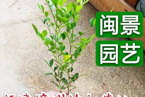 5/棵 小叶九里香  九里香 七里香 千里香高20到30厘米福建漳州苗木