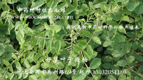 甘草叶子微拍