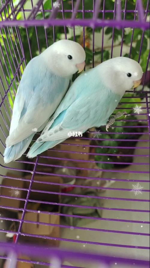 牡丹鹦鹉之松石闪派,蓝闪派_牡丹_松石_手养牡丹鹦鹉