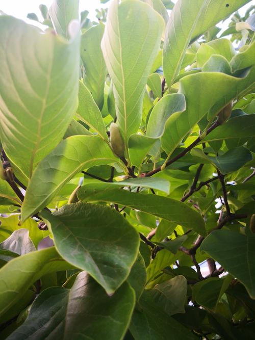 毛猴制作——刘备诸葛亮共商国事