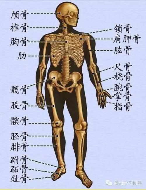 功能  运动系统骨连骨,支持运动加保护 肌肉动力骨杠杆,关节枢纽连邻