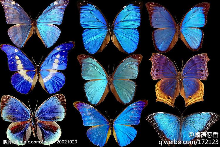 上:黎明闪蝶,国王闪蝶,大蓝闪蝶;中:海伦娜闪蝶,欢乐女神蝶,未知;下