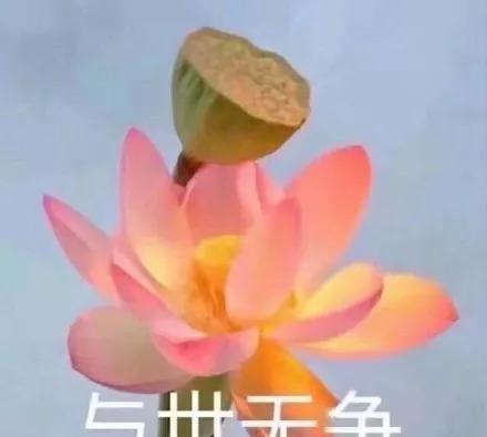 超级流行的【佛系莲花】表情包