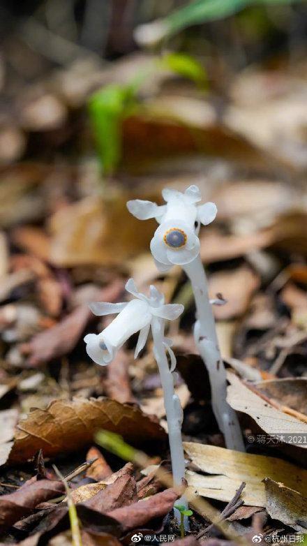 我国珍稀植物(珍稀植物)