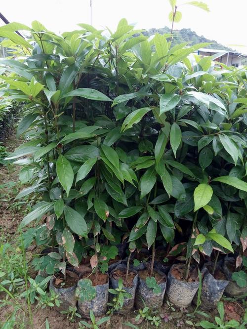 供应金丝楠木树苗