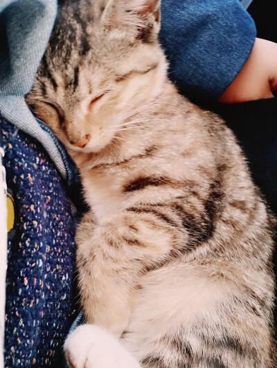 猫咪喜欢跟着主人走我家猫咪最近很喜欢睡在我怀里很喜欢我抚摸它但过
