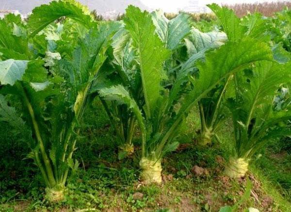 大头菜怎么做好吃