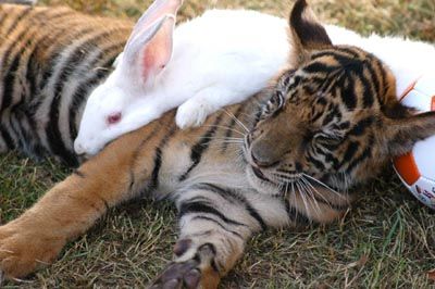 老虎和白兔成朋友; 老虎和兔子第一季; tiger cubs, rabbits become
