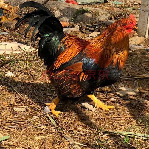 新鲜现杀正宗农家散养走地土鸡大阉鸡扇线鸡三黄老母鸡清远麻鸡项 轩