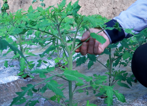 你想要的西红柿整枝打叉技巧都在这里了