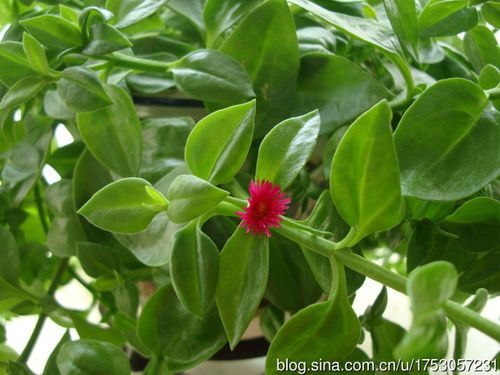 田七与牡丹吊兰