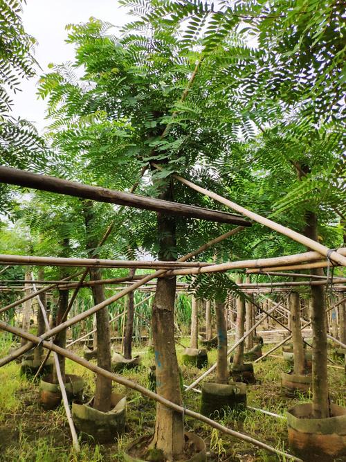 909供应 铁刀木 鸡翅木 10-16cm袋苗 光棍切杆树 市政